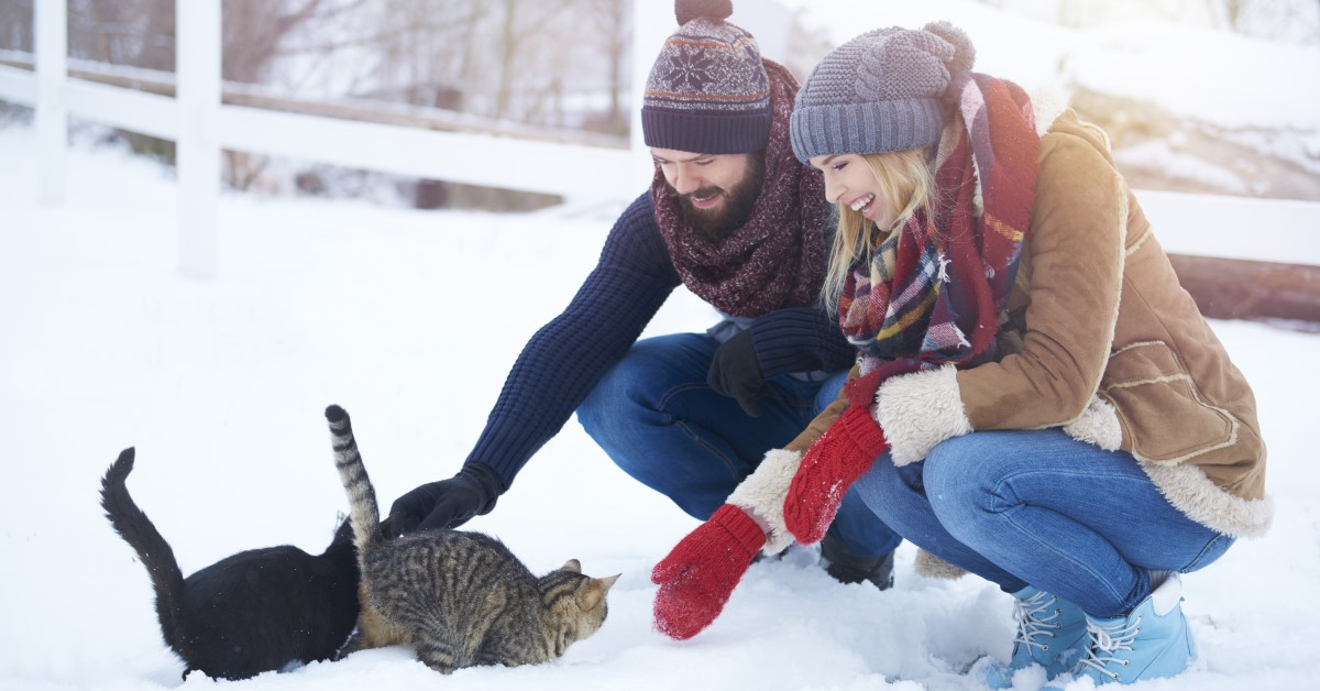Stray Cat Care for Winter